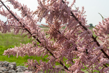 Close-up of the Beautiful pink flowers of the Saltcedar (Tamarix ramosissima)