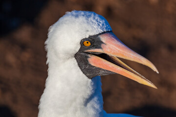 Nazca booby in its habitat