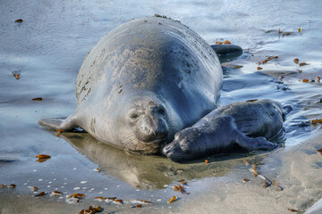 Northern Elephant Seal cow and pup