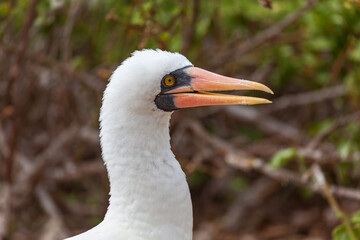 Nazca booby in its habitat