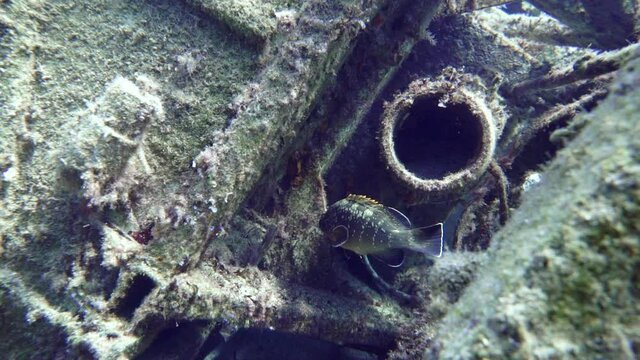 Brown grouper fish swimming underwater against old shipwreck, part 2