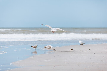 Urlaub am Strand von Holland mit Seemöven