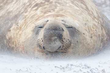 Southern Elephant Seal Bull at rest