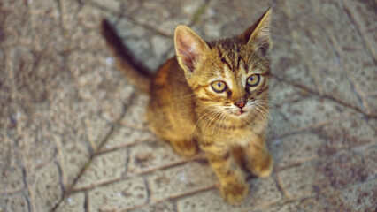 Lovely tabby kitten sitting on the stone floor outdoor, top view.