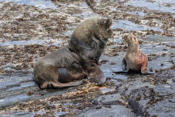 Southern Sea Lion mature bull courting a young cow