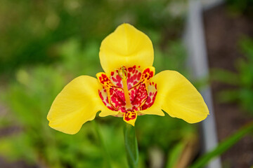 Delicate petals of a yellow Tigridia flower with red spots in the form of spots of a panther skin...