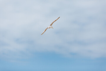 Urlaub am Strand von Holland mit Seemöven