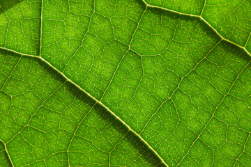 Macro photo of a green leaf close-up texture. - 358583265