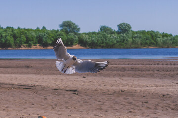 river gull on a sandy beach looking for food on a hot summer day