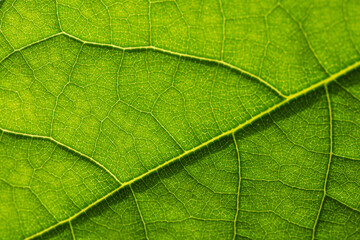 Naklejka na ściany i meble Macro photo of a green leaf close-up texture.