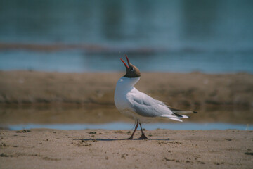 river gull on a sandy beach looking for food on a hot summer day