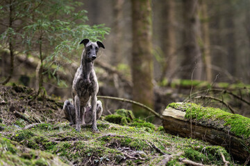 Whippet im Wald 