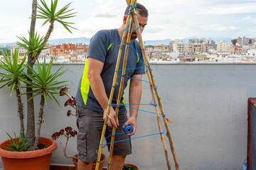 Bearded man fixing his urban garden with reeds and ropes to direct the plants