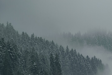 Foggy threes in winter