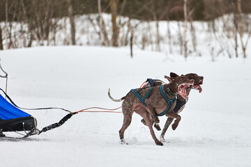 Fototapeta na wymiar Winter sled dog racing