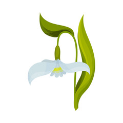 Galanthus or Snowdrop with Linear Leaves and Single Drooping Bell Shaped Flower Vector Illustration