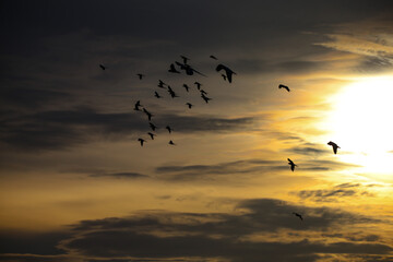 Plakat birds in the sky