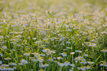 A lot of little daisies in against the setting sun with the horizon, texture