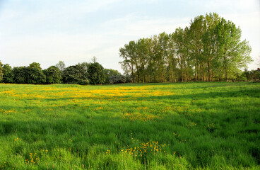 Field of yellow buttercups and meadow grasses. Tall trees with green leaves. English rural landscape.