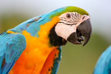 blue and gold macaw