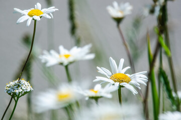 White daisies in a field, England.