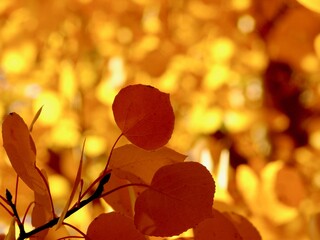 Quaking Aspen Tree With Brilliant Golden Leaves in Autumn Close-Up of Leaf Shape in Silhouette