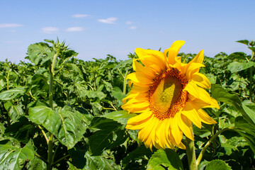 Sunflower field in garden blue sky, beautiful sunflower nature flowers on daytime, organic agriculture in countryside plantation, flora blossom yellow petal and green leaf flower in nature is beauty