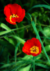 Close up colorful flower