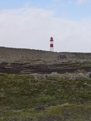 Fototapeta na wymiar Landscape on the island of Sylt northern tip, in the foreground a heather landscape in the hazy background are a red and white streaked lighthouse, still without flashes of light and a lonely agricult
