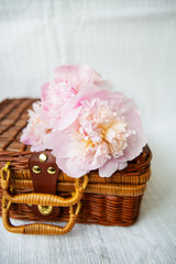 Beautiful pink peonies lie on a wooden suitcase. Beautiful composition.