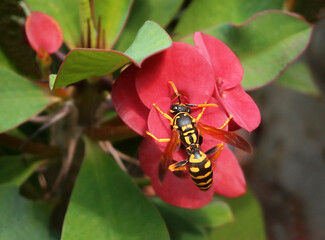 Closeup of a wasp on a red flower Chris thorn. Wasp Polistes dominula.