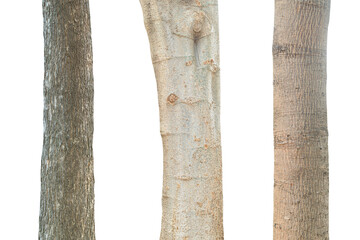 Tree trunk isolated on white background. This has clipping path. - obrazy, fototapety, plakaty