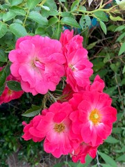 pink flowers in the garden