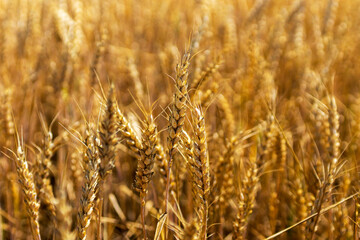 Wheat field. Ears of golden wheat close up. Beautiful Nature Sunset Landscape. Rural Scenery under Shining Sunlight. Background of ripening ears of meadow wheat field. Rich harvest Concept