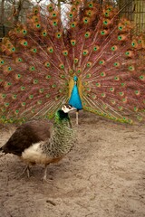 Indian Peafowl courting display