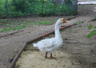Fototapeta premium white goose