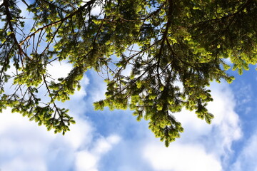 Looking up on new green foliage on spruce tree branch bly sky above