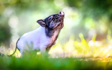 Little pig newborn standing on a green grass lawn. Small happy piglet animal detail.