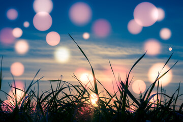 Wheat ears on sunset background with bokeh effect.
