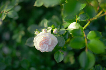 snail on a rose