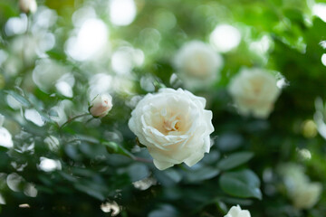 white rose in the garden