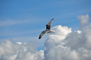 Fototapeta na wymiar seagull soaring on blue summer sky