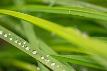 Closeup macro shot of beautiful dewdrops on green blades of grass