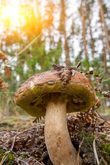 Boletus edulis - White mushroom grows in the forest against the background of pine needles.