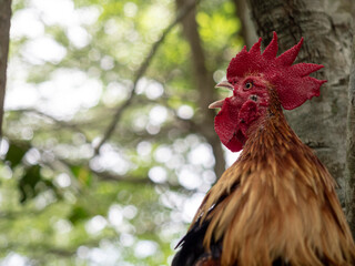 The red rooster sings on the stump. concept: it's time to weake up wake up. 