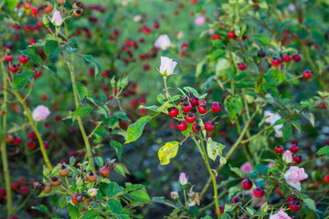 Obraz premium Roses and fruits