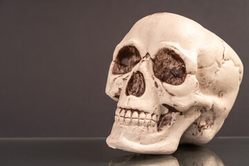 Artificial human skull on a colored background.