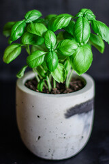 basil bush green stems and petals Menu concept serving size. food background top view copy space for text