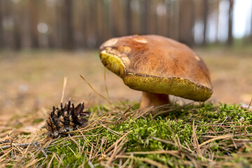 Picking mushrooms and cranberries in forest in early autumn. Last sunny summer days. Mushrooms and berries are growing in warm green, thick, wet moss layer.