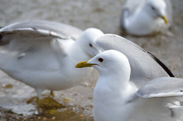 seagulls in summer pond close up